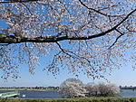 茨城百景・岡堰